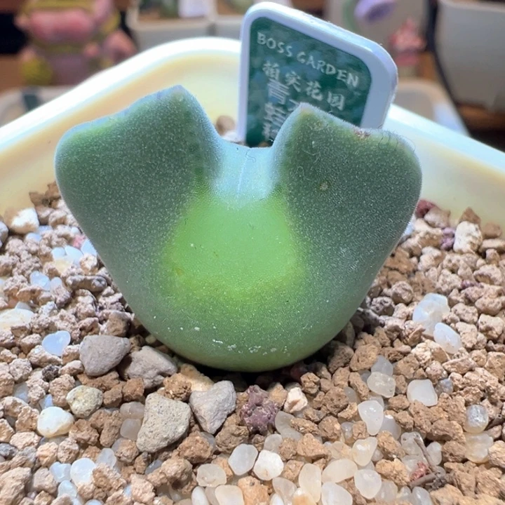 744 青蛙3年卡姿兰超大眼 限时福利！！！！