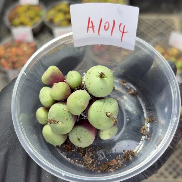 A1014 好看的多肉