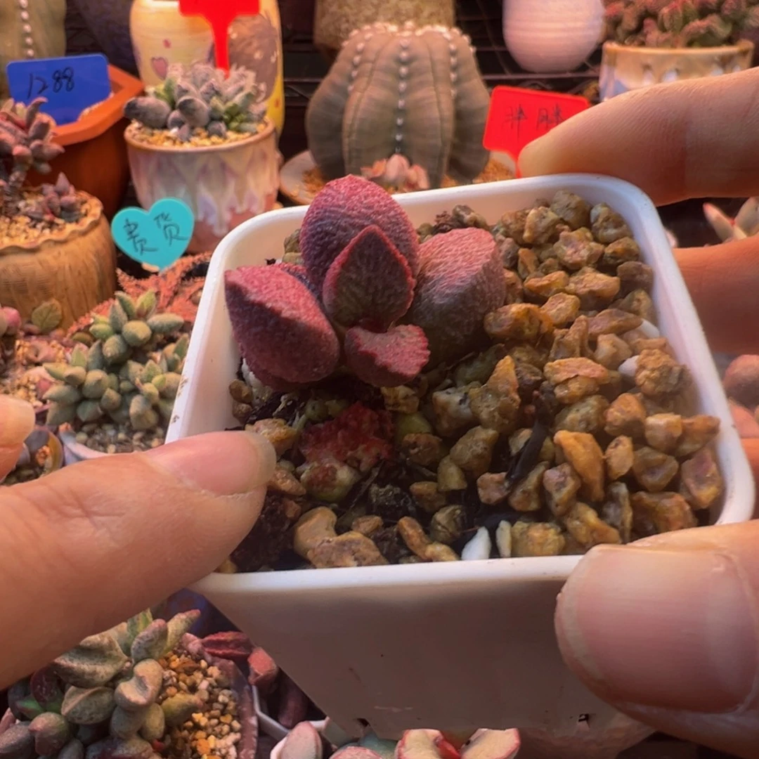 一物一拍，带盆发货，感谢支持