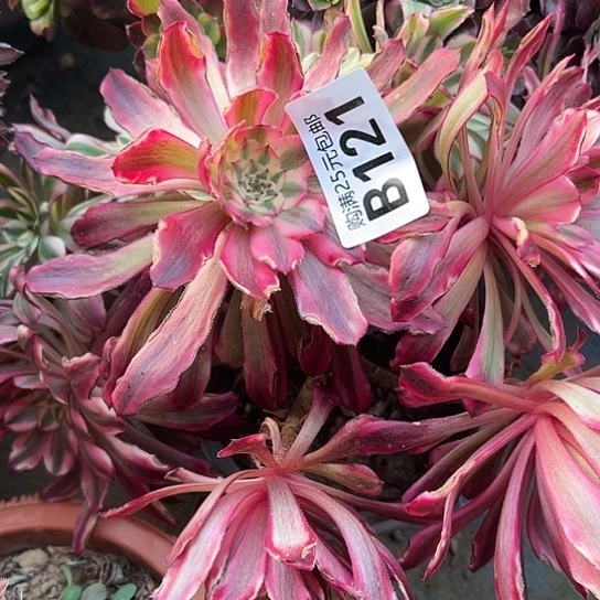 代*萍多肉植物一个