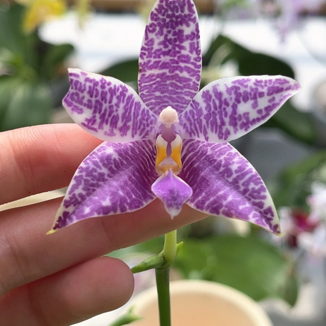 完全开放2.5寸3597开花株