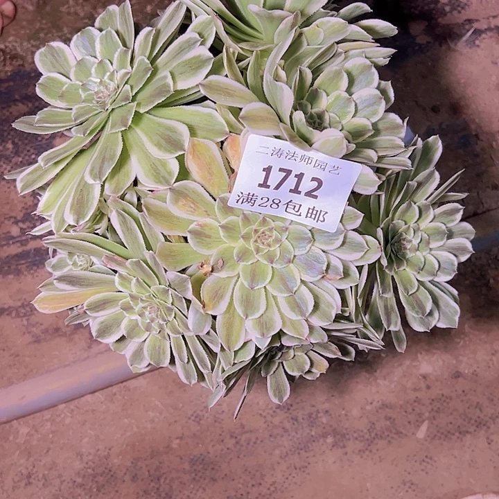 1712碧浪多肉植物老桩