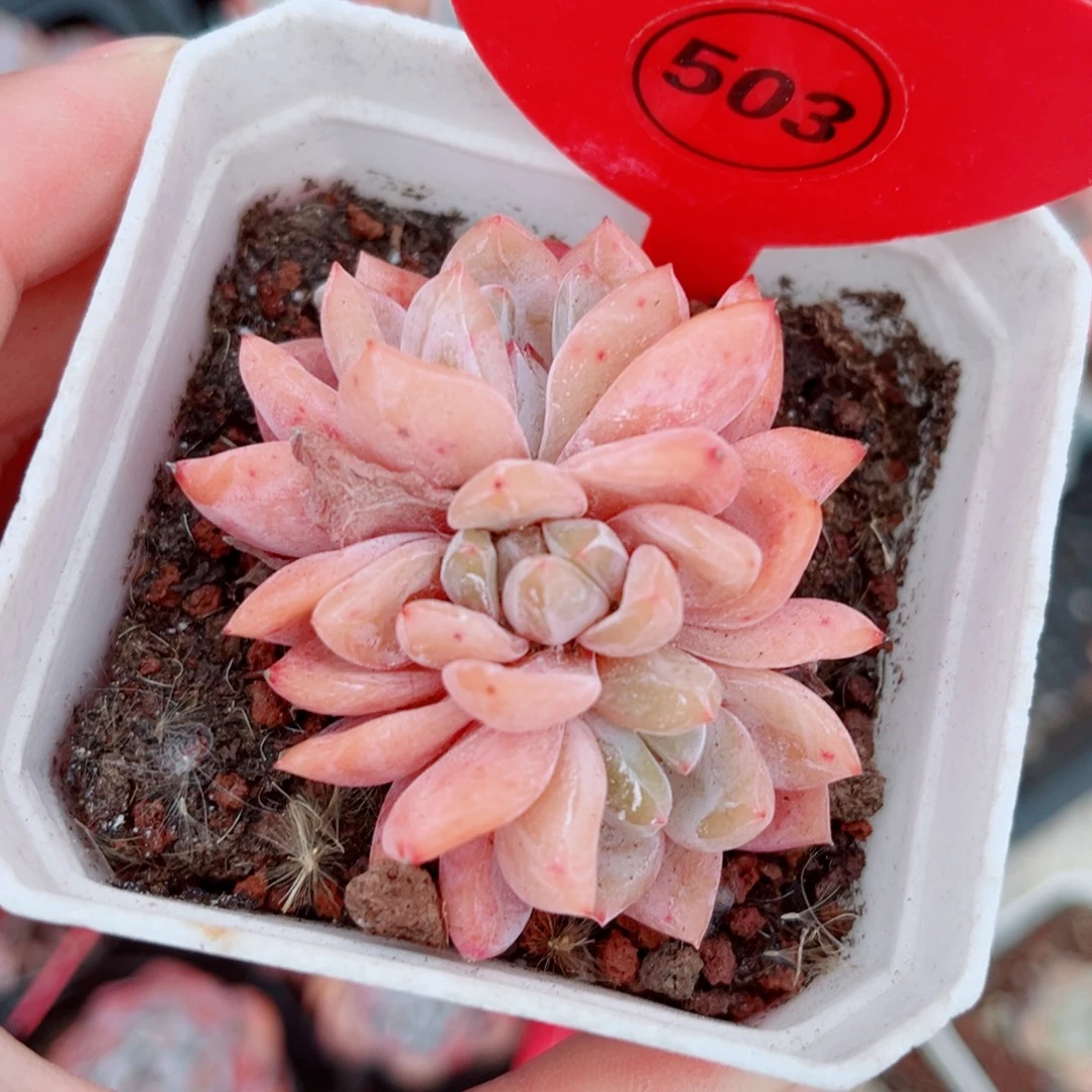 583号小老桩雪天使朵朵缀