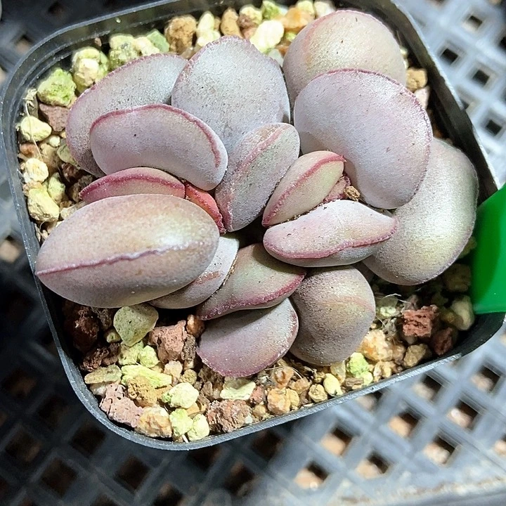 多肉植物红蛋3134