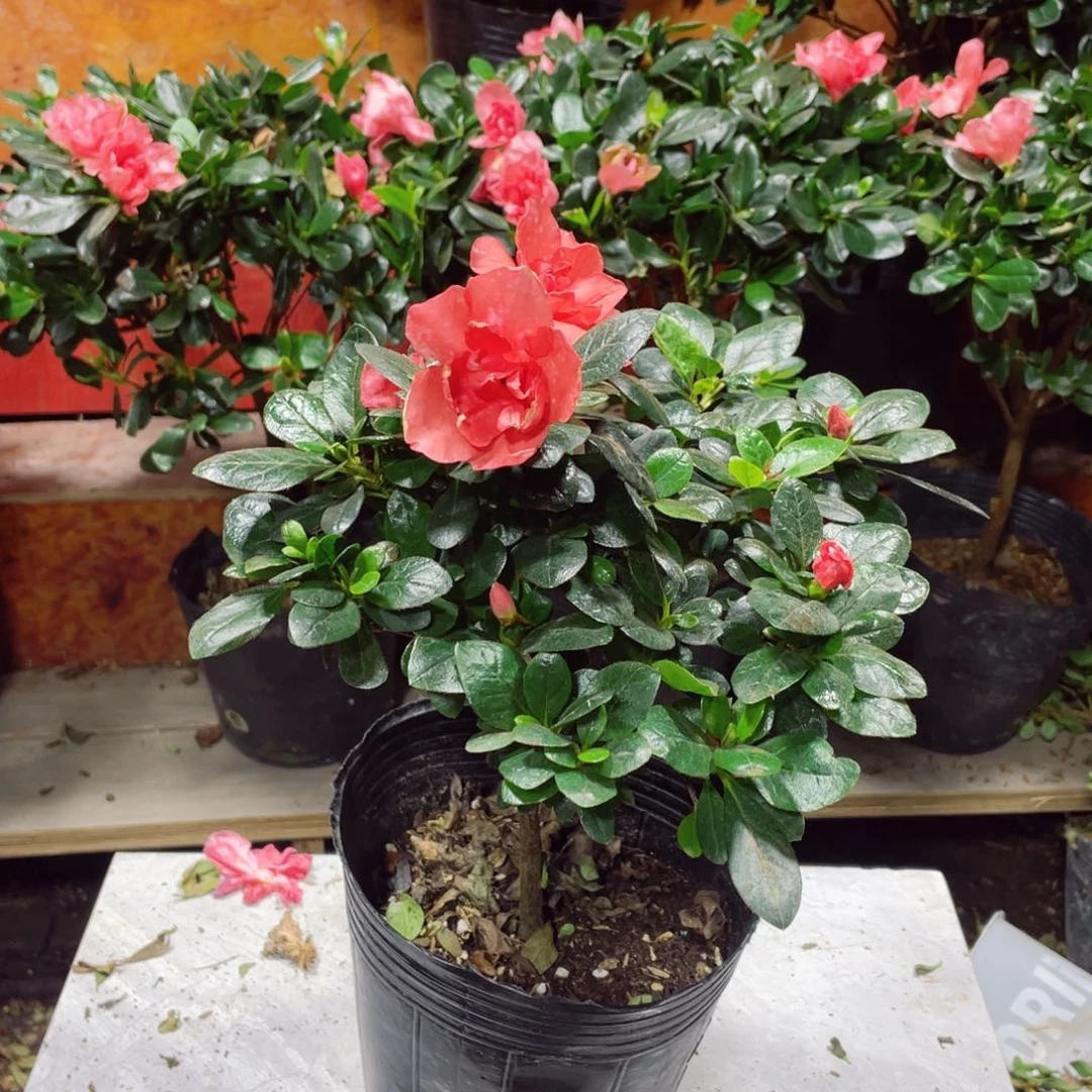 用***2完全开放胭脂红杜鹃 12