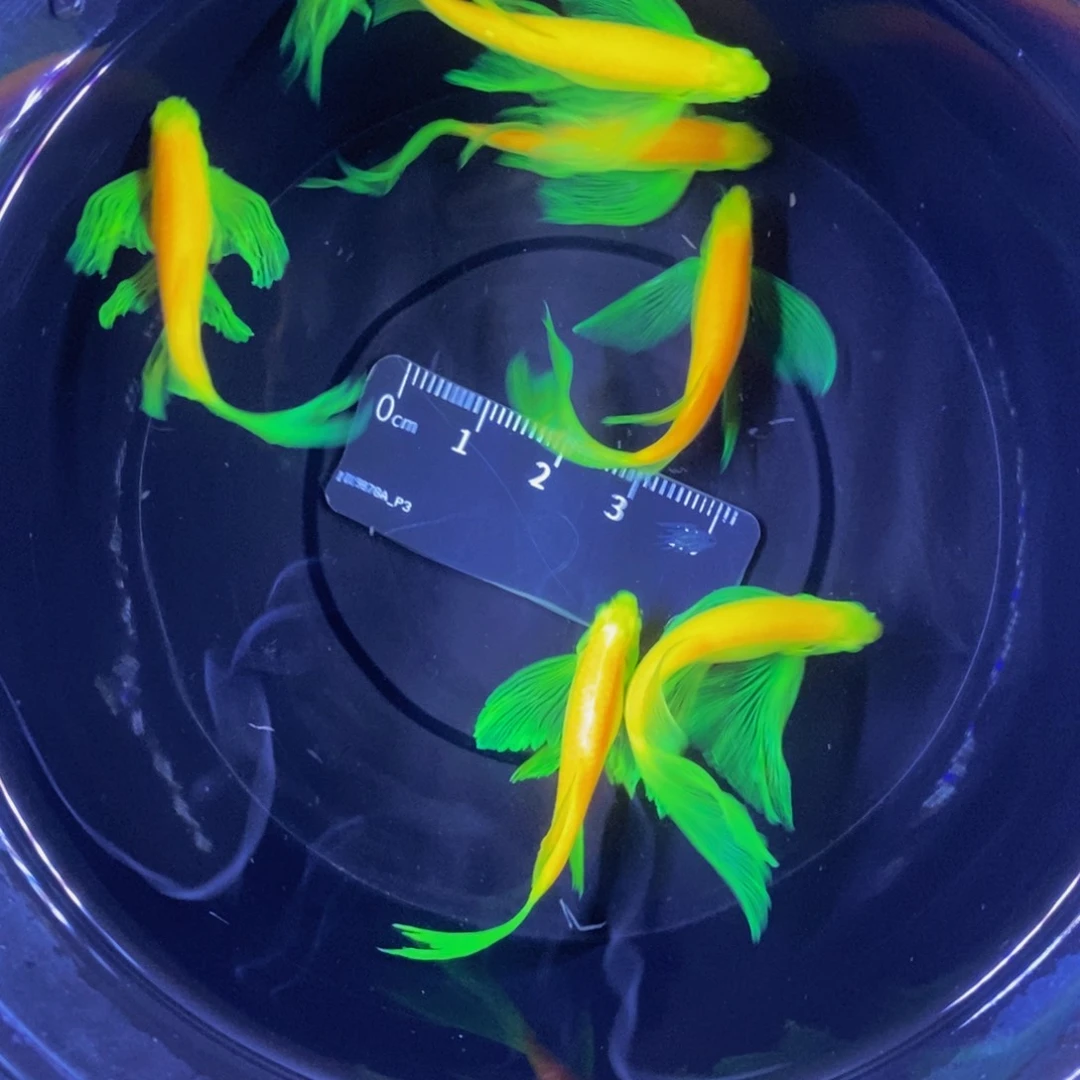 斑马鱼蝶翼斑马大龙凤6条