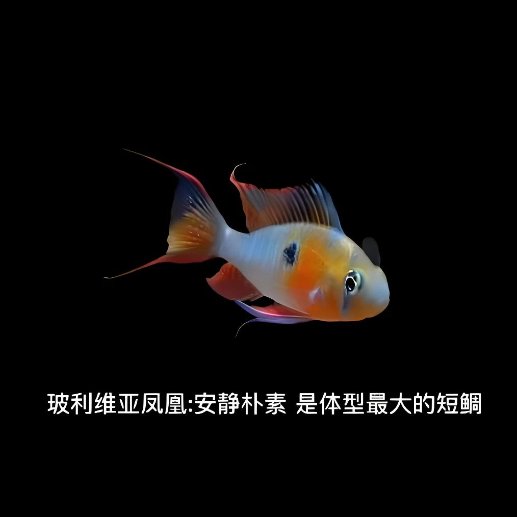 包邮玻利维亚凤凰艳南美草缸热带小型小缸鱼群游溪流新手鱼观赏鱼