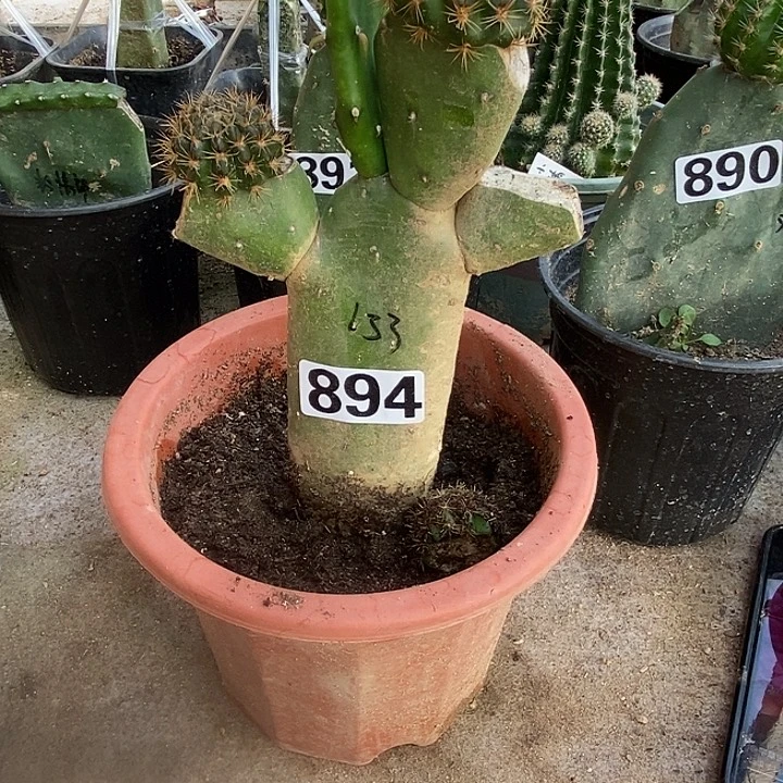 展***5胭脂掌嫁接33牡丹894