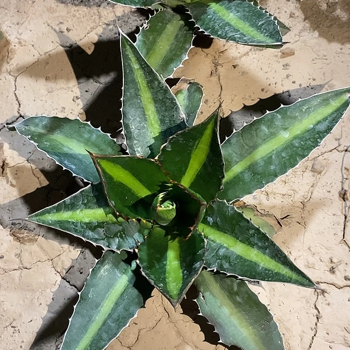 潮流植物青黛兰龙舌兰