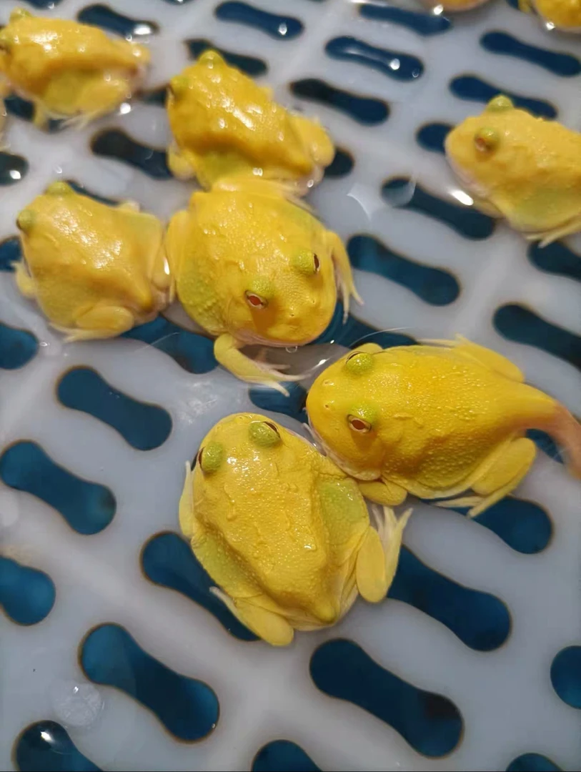 青禾角蛙蛋黄专拍