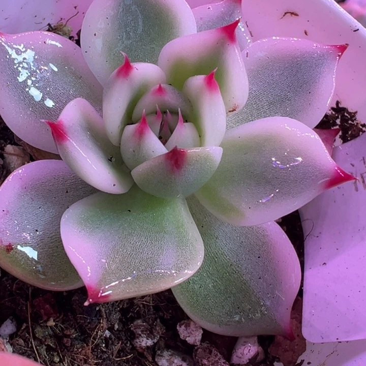 吉娃娃锦多肉植物1924