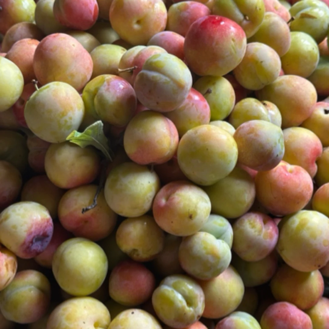 本地新鲜现摘李子(发3.7斤多送了2两，坏4个内不售后)