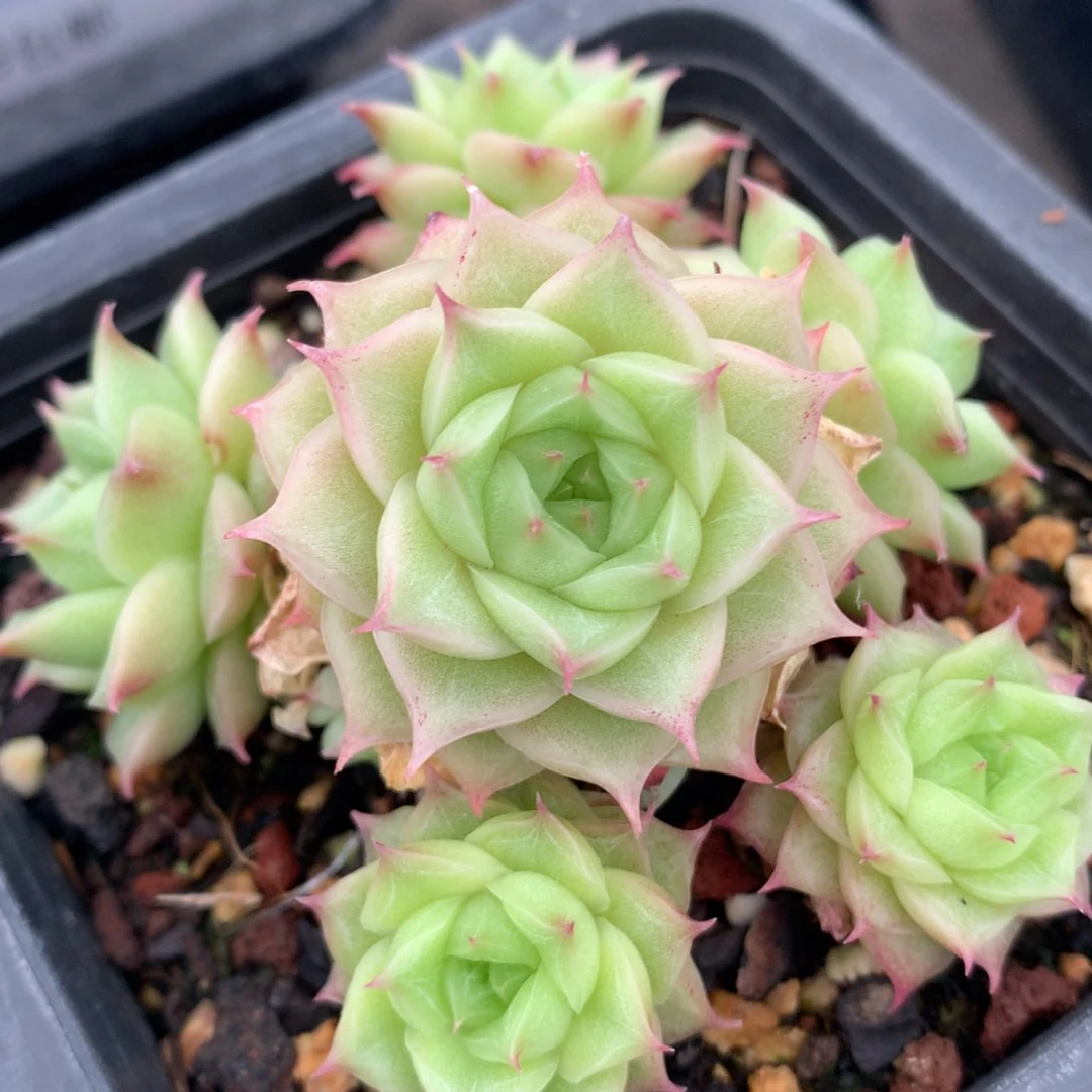 0528-119 麦秆优选