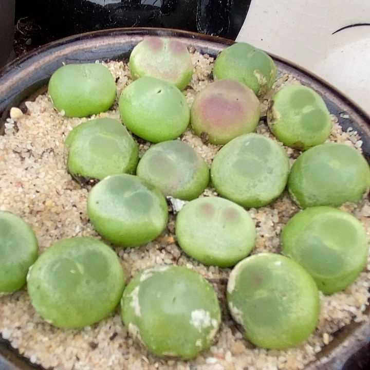 6519大紫皮拉登一颗