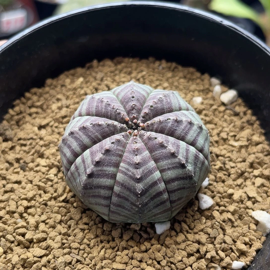 实生艳肌斑马神玉布纹球