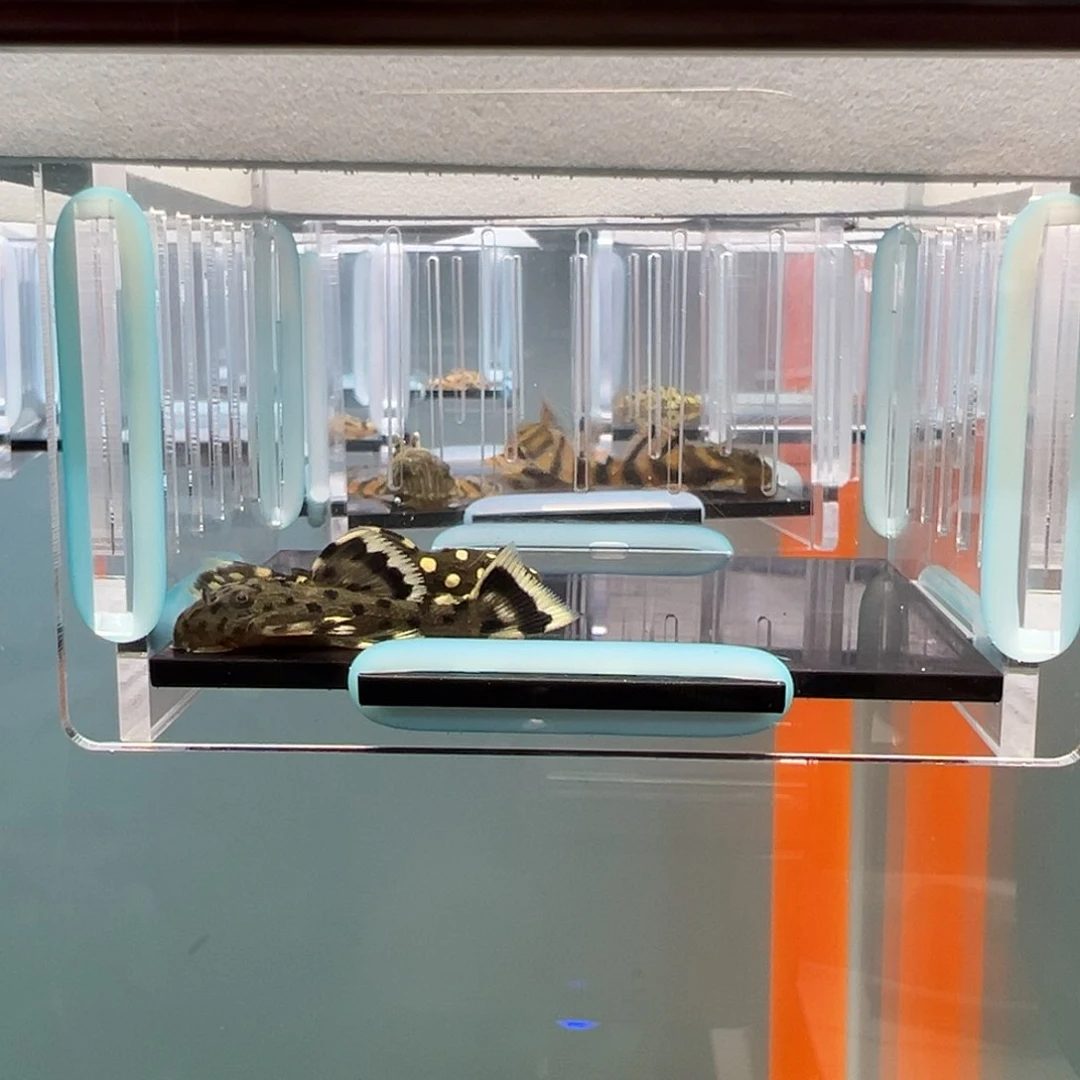 清道夫录完整开箱视频、入缸不包损3.5-4