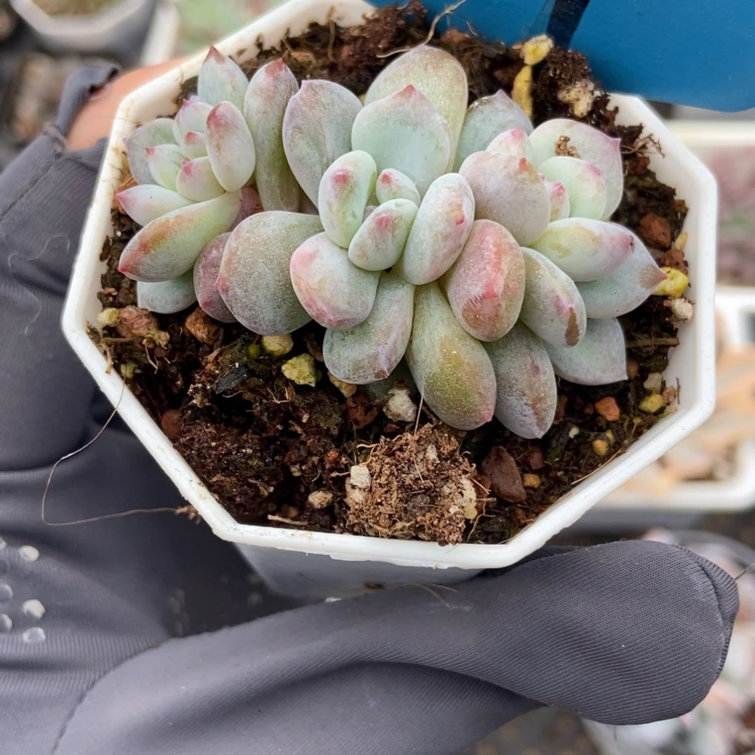 684石化星影多肉植物