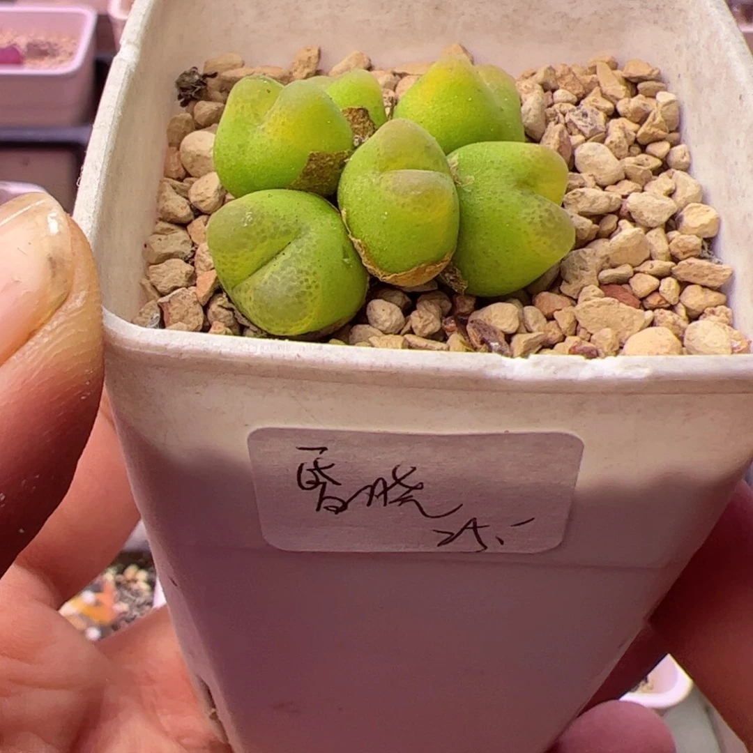 昏***晓多肉植物肉锥毛汉尼群生