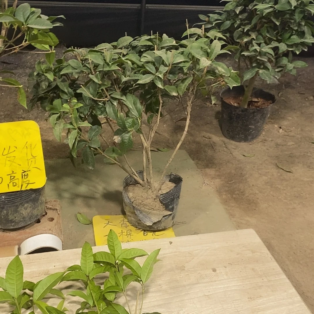 完全开放四季桂花一物一拍的