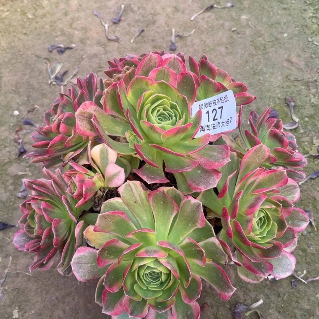 127万圣节奶白多肉植物法师