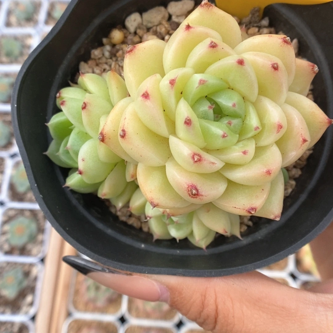 油透麦秆群生883号