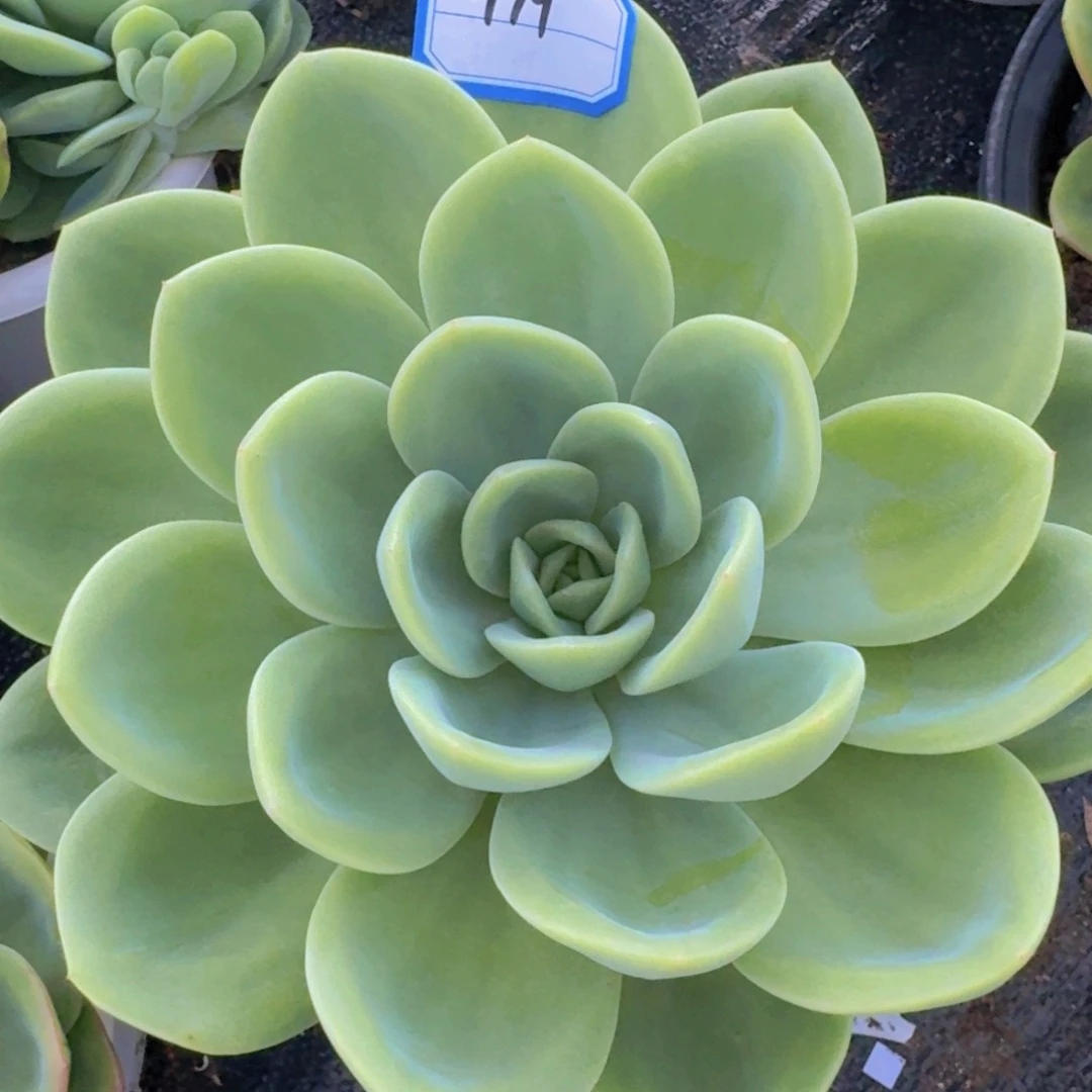 979柠檬茶凡艺多肉