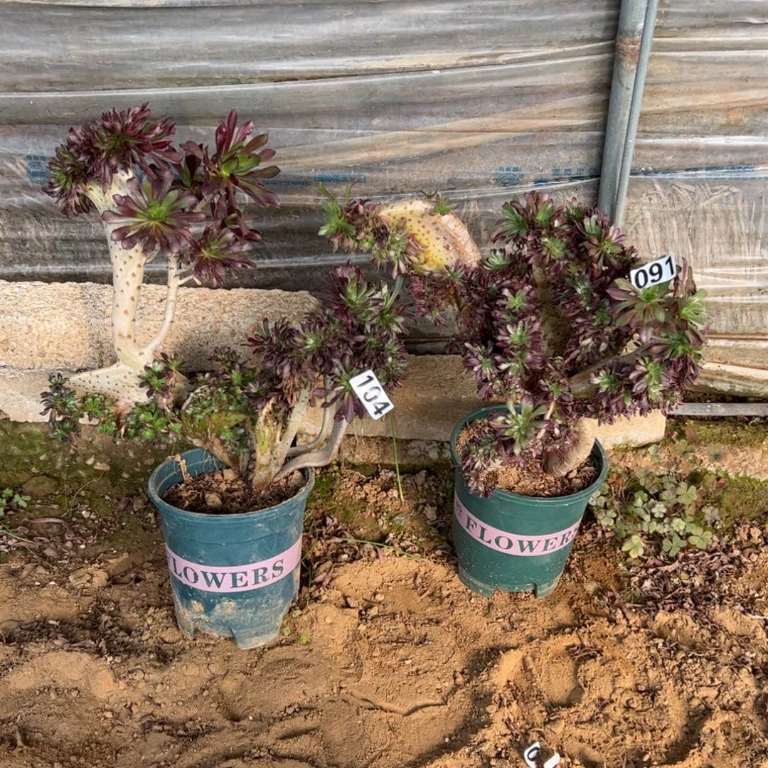 伤多两颗黑缀104.091高度38.33