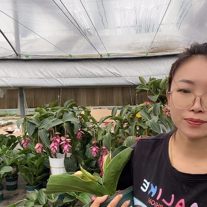 ****冰绒布宝莲灯一物一拍的