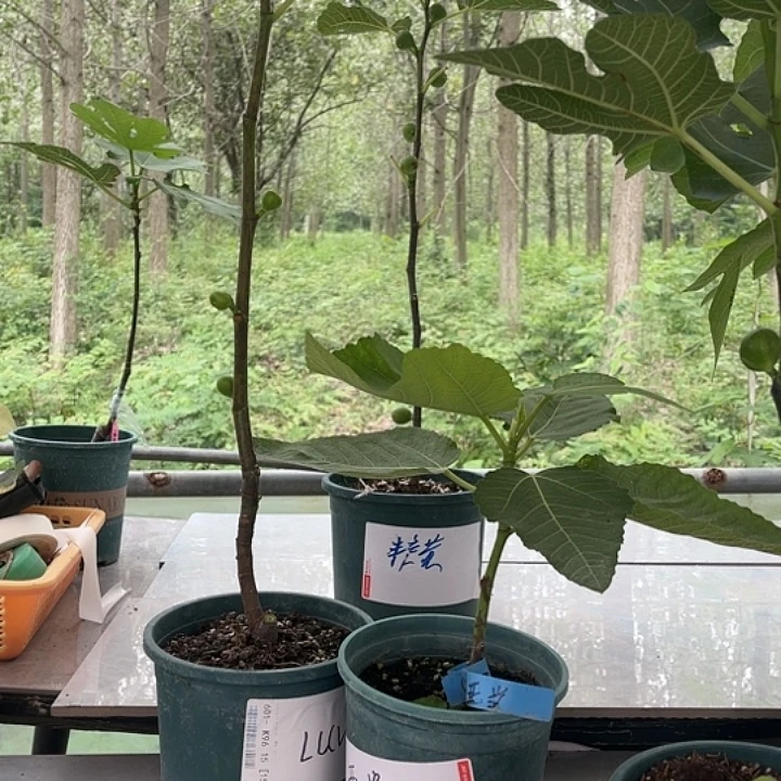 无花朵青皮十级福利
