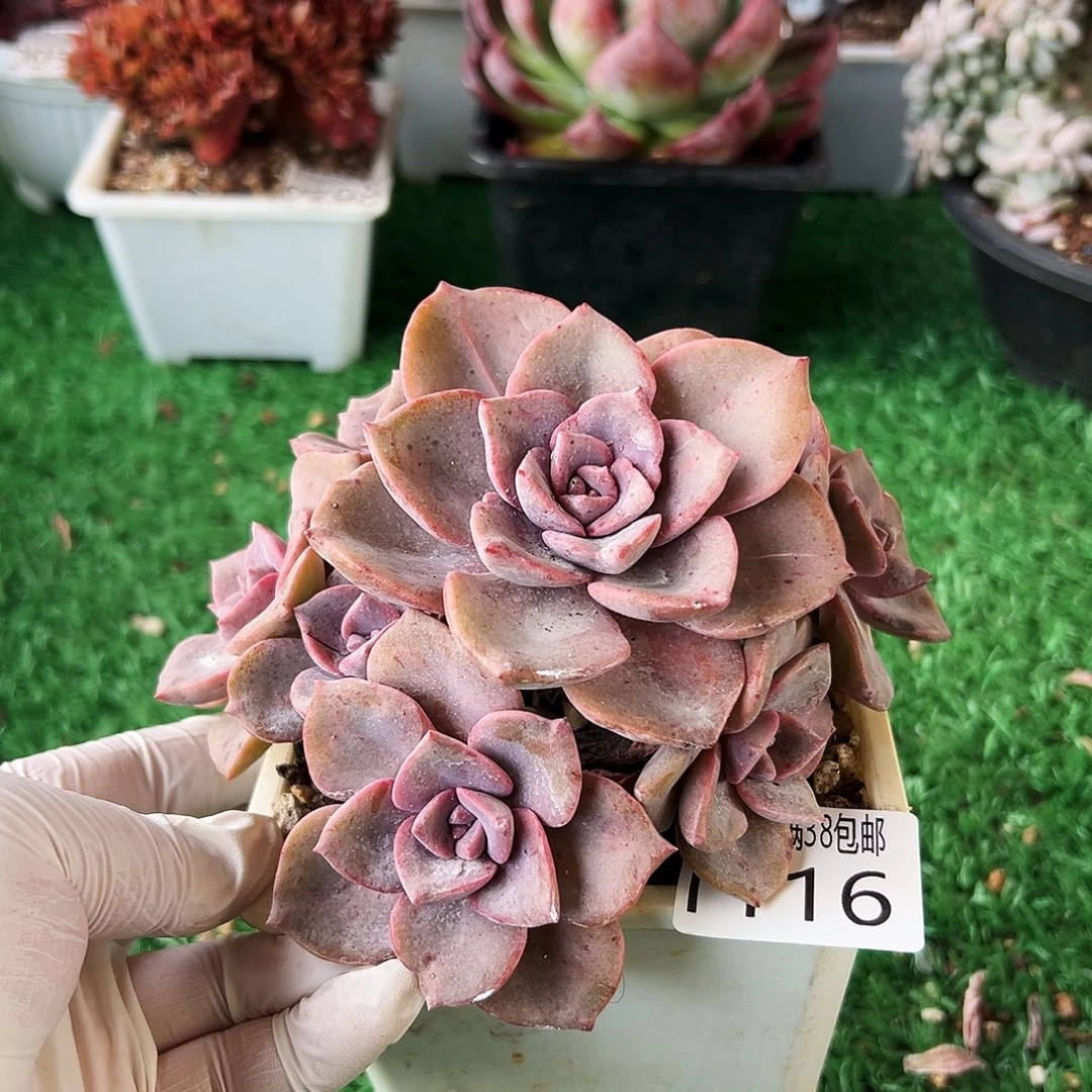 无花朵多肉一物一拍植物1116