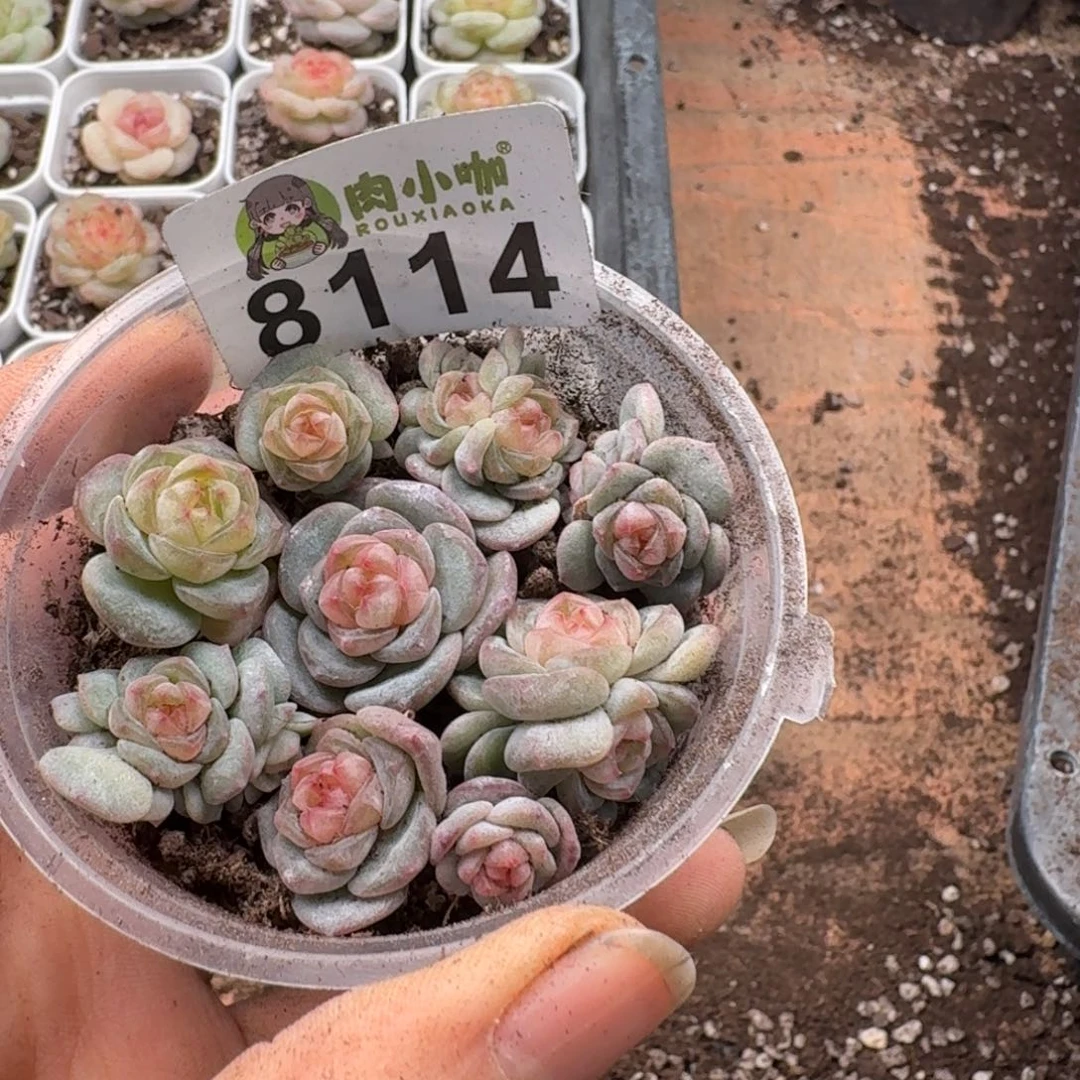 多肉植物多肉植物