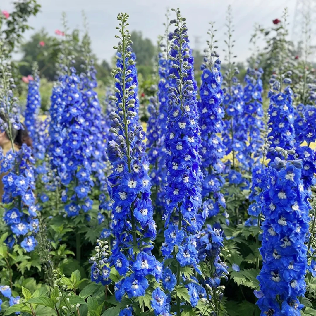 大花飞燕【颜色选拍】花镜植物庭院阳台春夏秋季易养护种植多年生