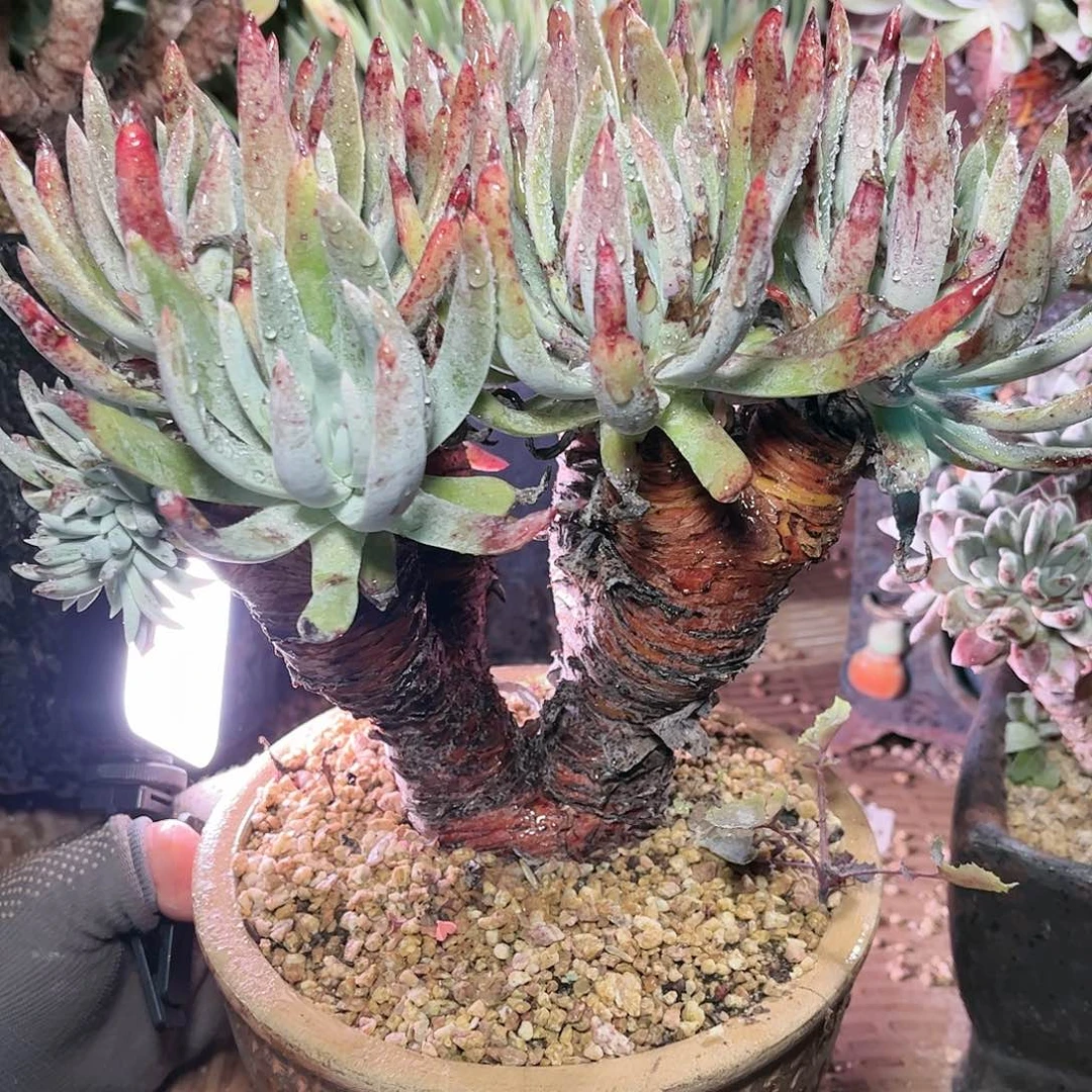 9220文森特仙女杯多肉