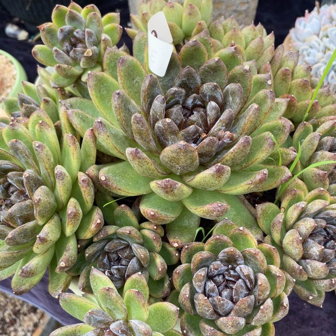 3159黑水晶玫瑰群生多肉