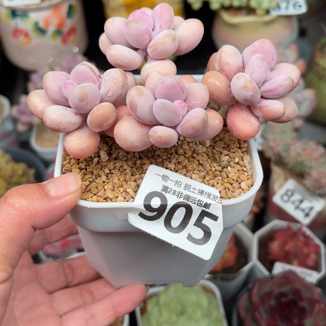 糖果桃蛋4头无盆土发货