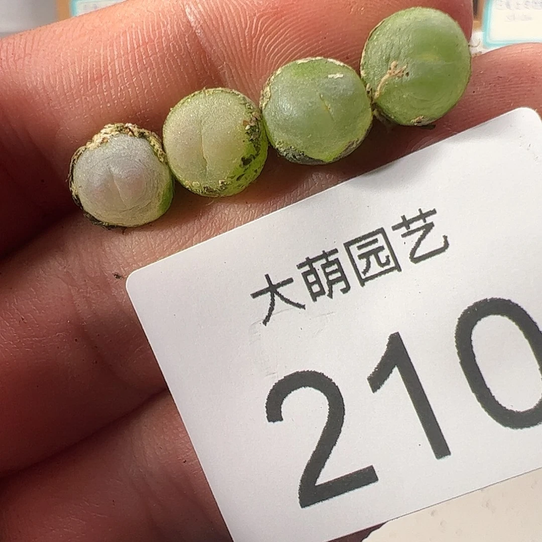 0000210 一物一拍……