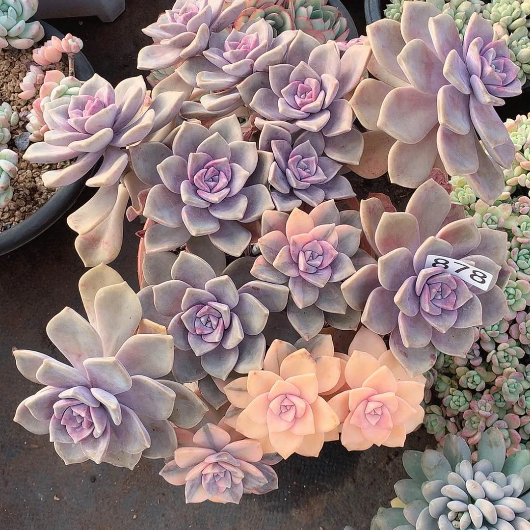 878紫乐锦一物一拍多肉