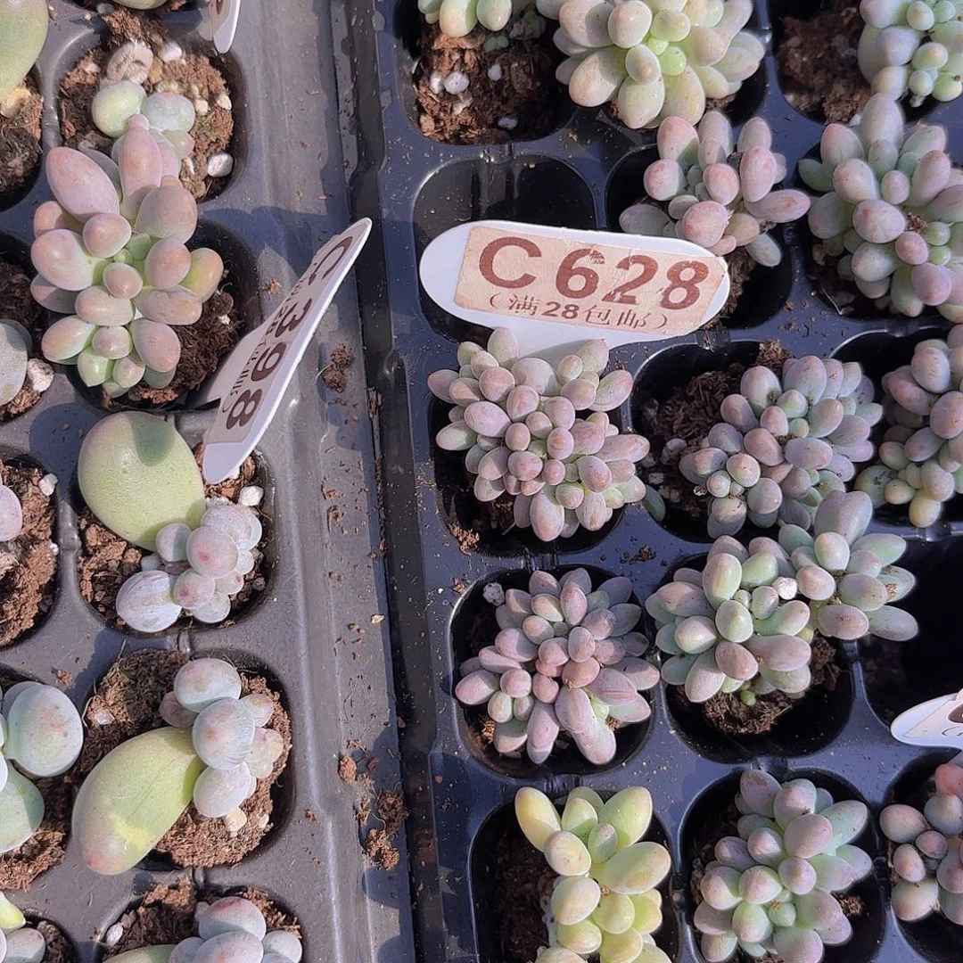 百***合C628手指奶一物一拍