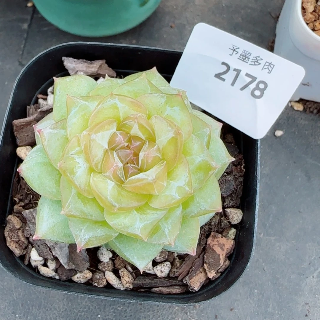 落日珍妮，2178多肉植物