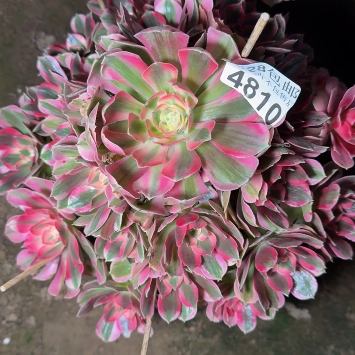 4810女郎多肉植物