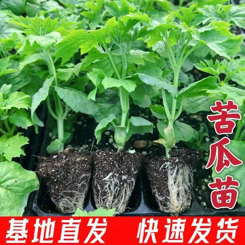 苦瓜秧苗优质多肉长青苦瓜苗高产多肉长白苦瓜苗各种四季蔬菜秧苗