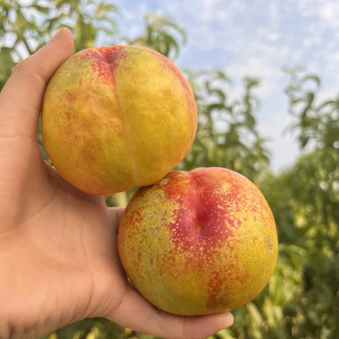 黄桃油桃水蜜桃沂蒙山蜜桃甜桃