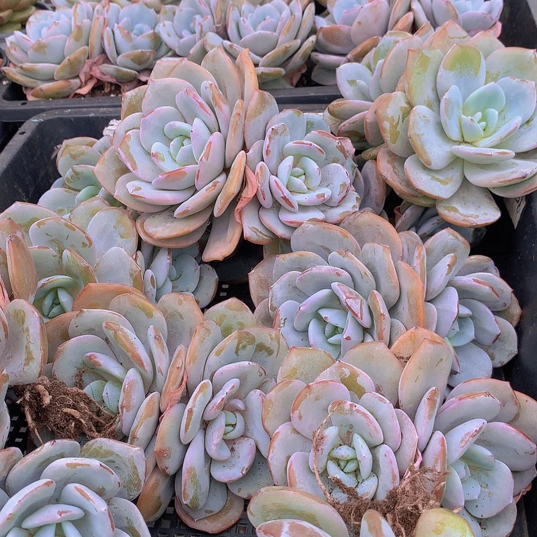 双头老庄韩奶茶35788899990