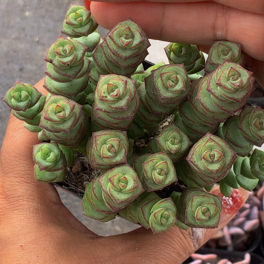 钱串。（满9.99包邮不满9.99发叶子）