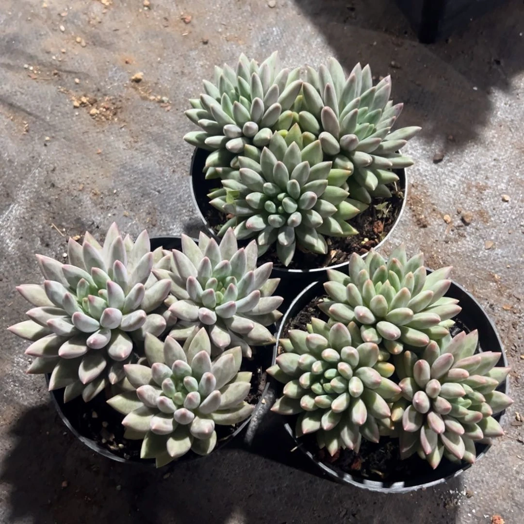 三头无砍红蜻蜓胖体带暗纹，25.8一颗特价福利