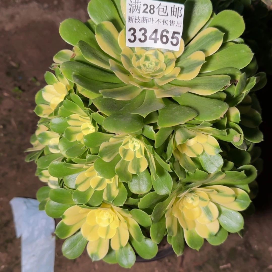 33465辛尼亚多肉植物