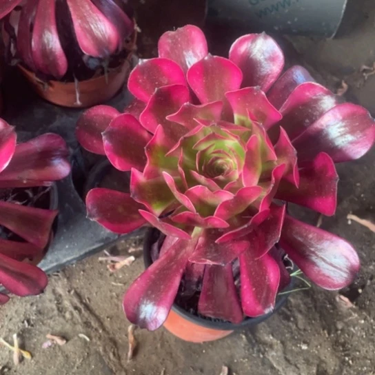 随机发一颗单头美姬