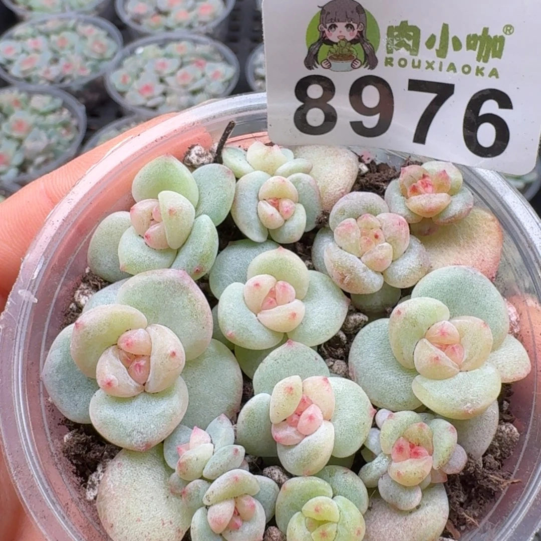 多肉植物多肉植物