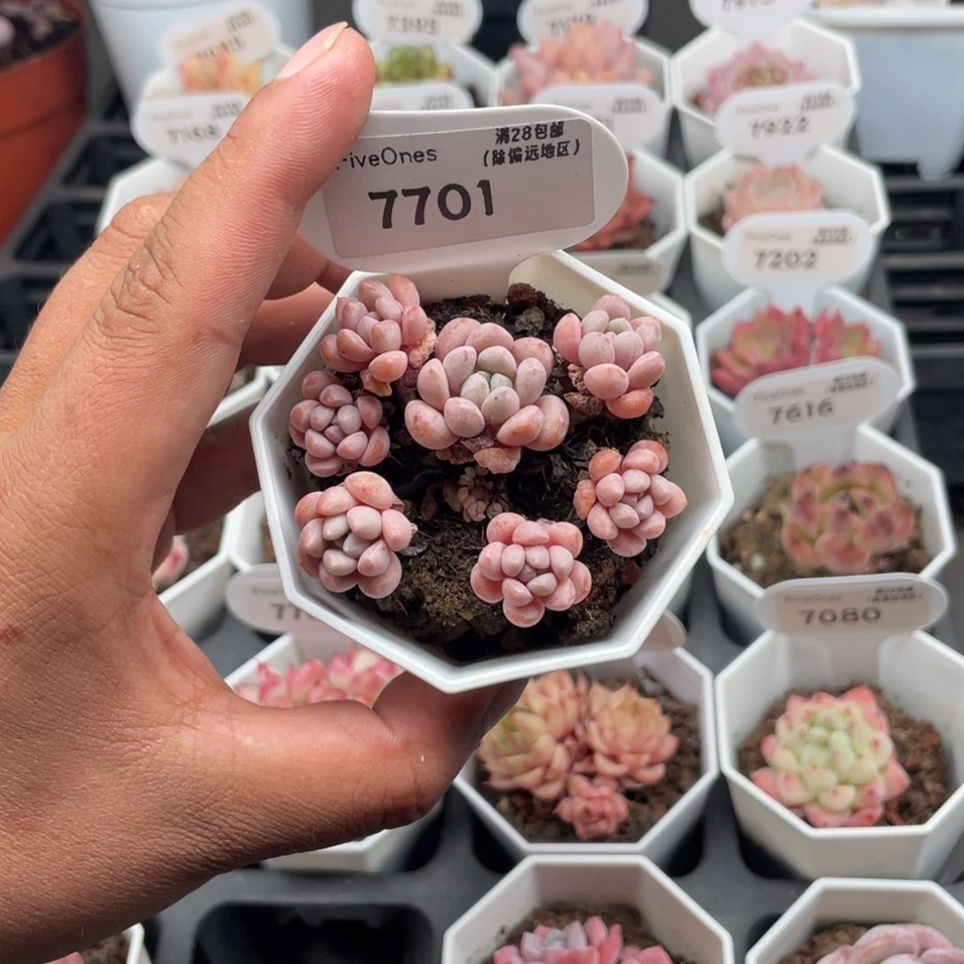 7701小红蛋4.5厘米
