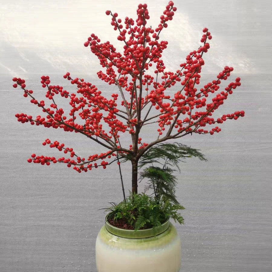 （掉豆正常介意不要拍）阳台地栽盆栽北美冬青树苗南方北方种植观果